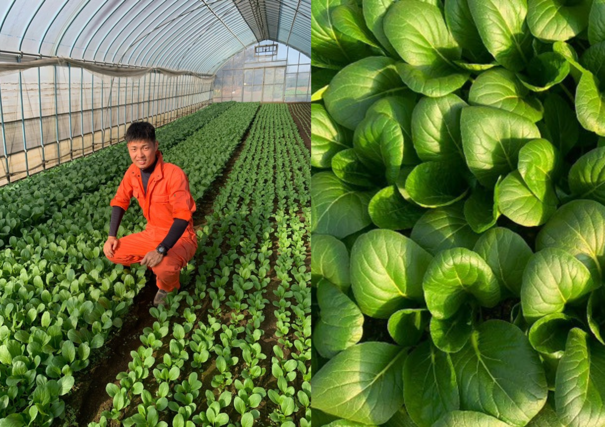 生産者インタビュー