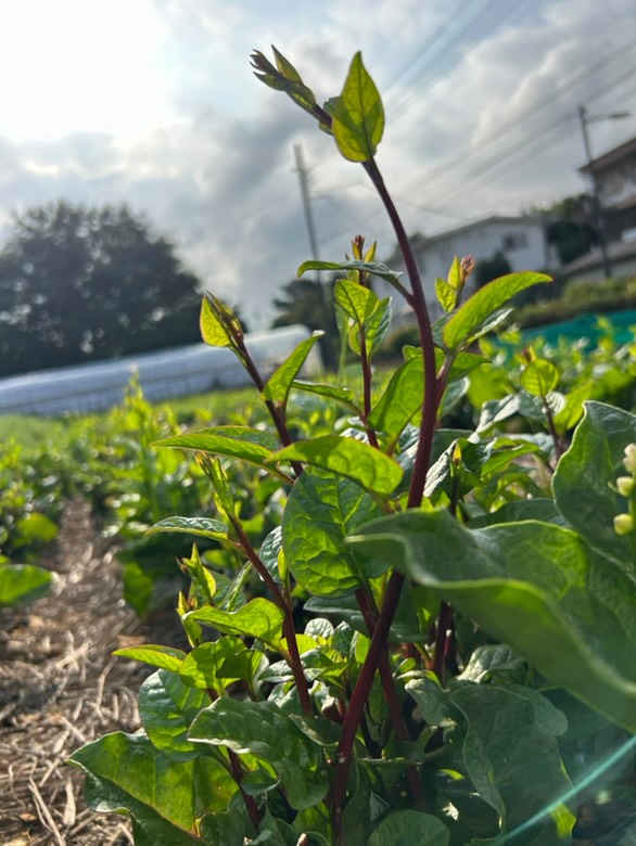 イベント出店リスト画像