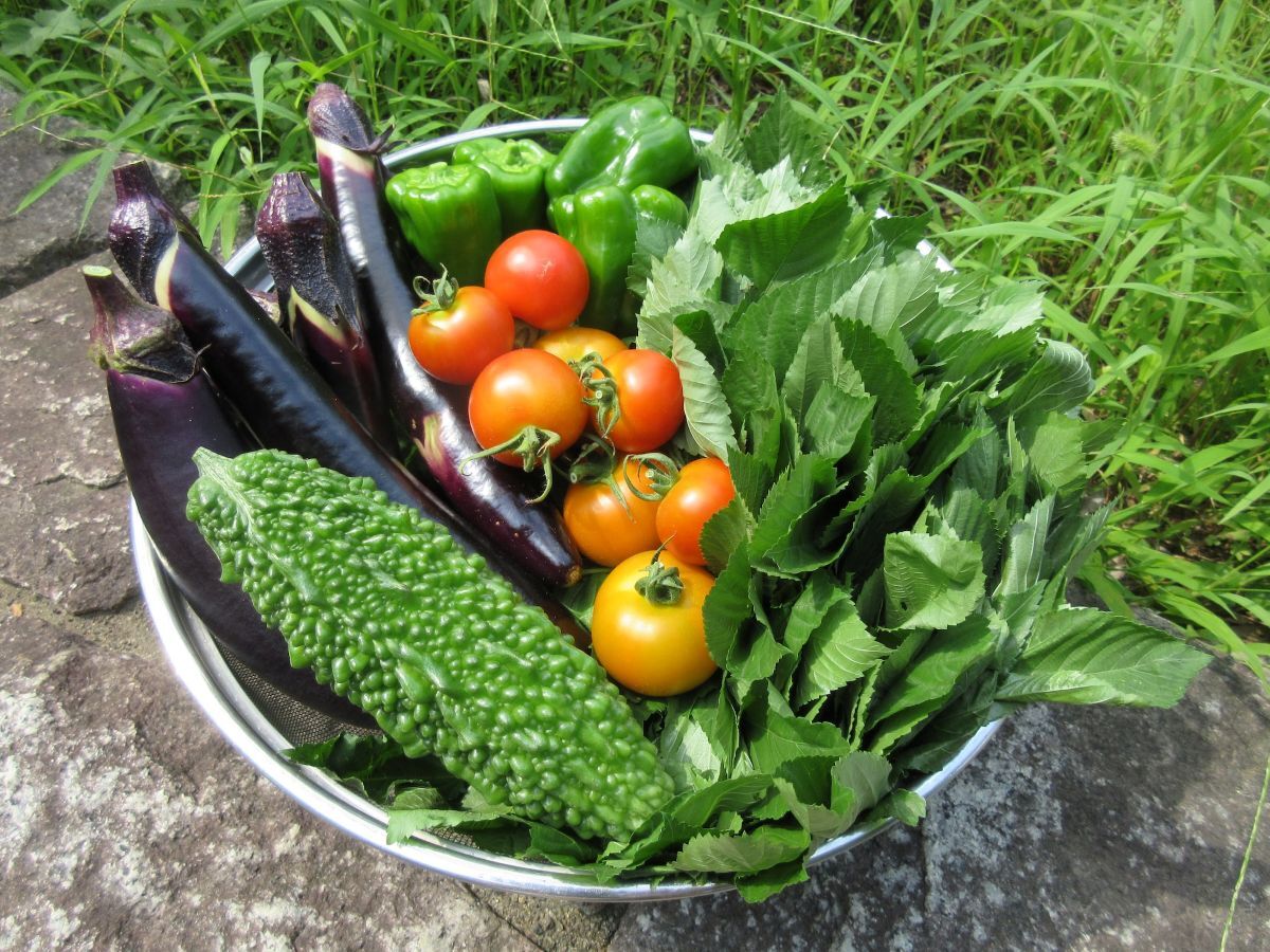 夏野菜
