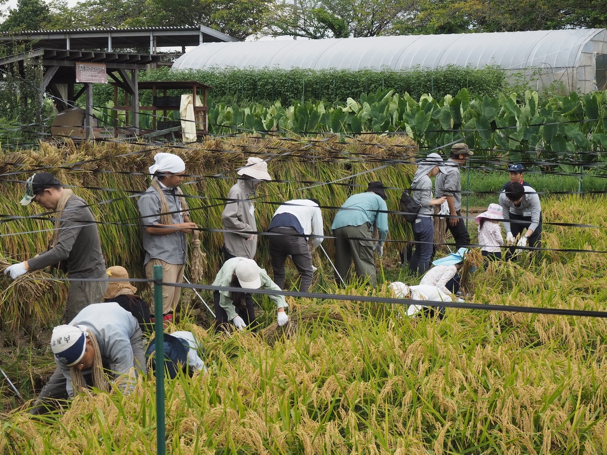 足立区都市農業公園での稲刈り体験