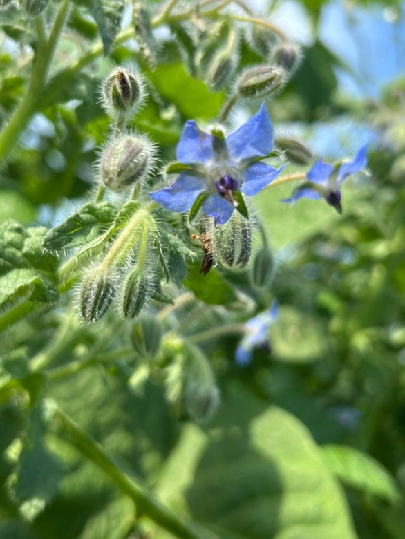 イベント出店リスト画像