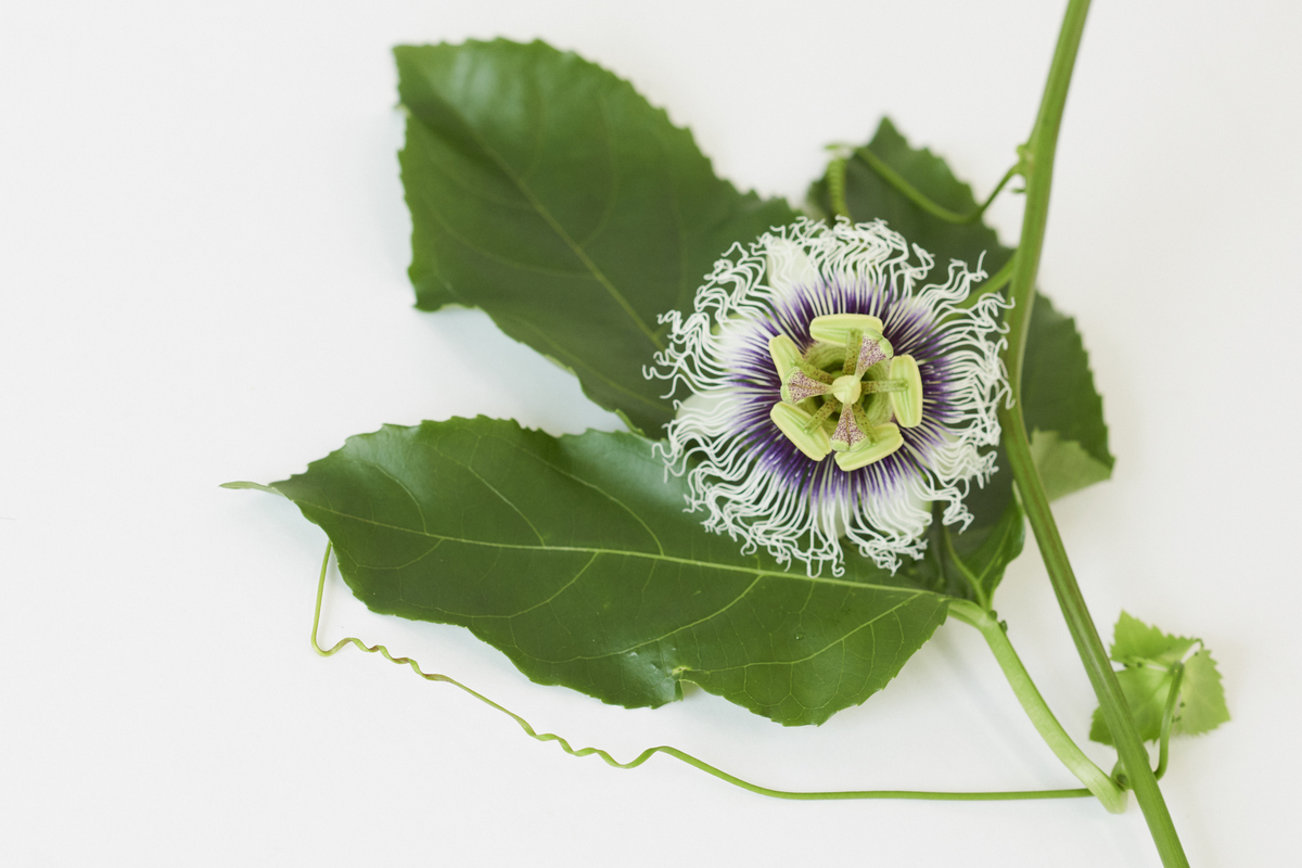 パッションフルーツの花