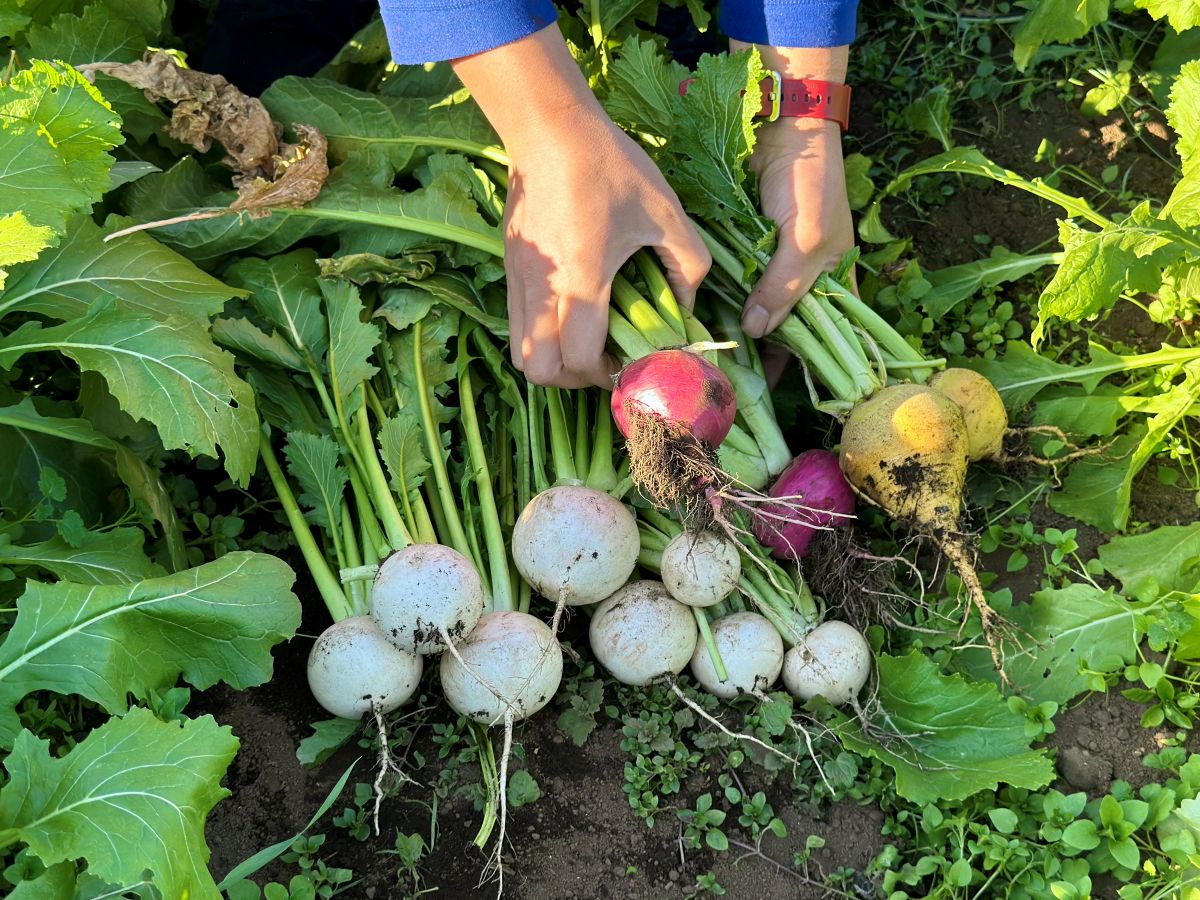 東京繁昌農園・繁昌知洋さん