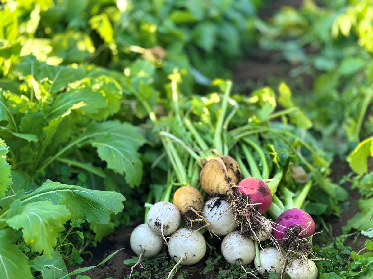 繁昌知洋さんの育てたカラフルなカブ