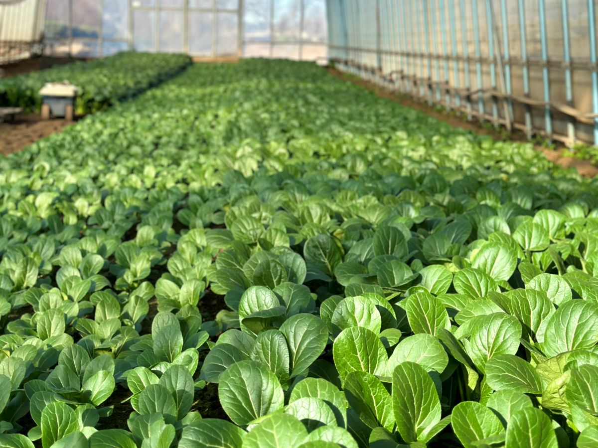 若松屋　武蔵村山農場で赤塚功太郎さんが育てる小松菜