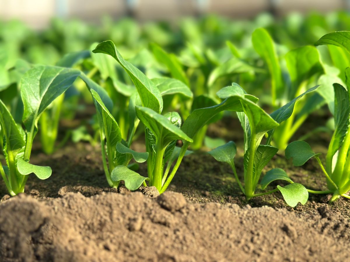 若松屋　武蔵村山農場で赤塚功太郎さんが育てる小松菜