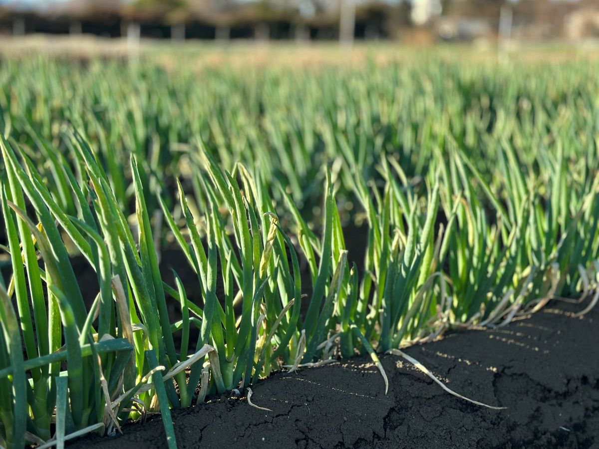 若松屋代表・赤塚功太郎さんの畑で育つネギ