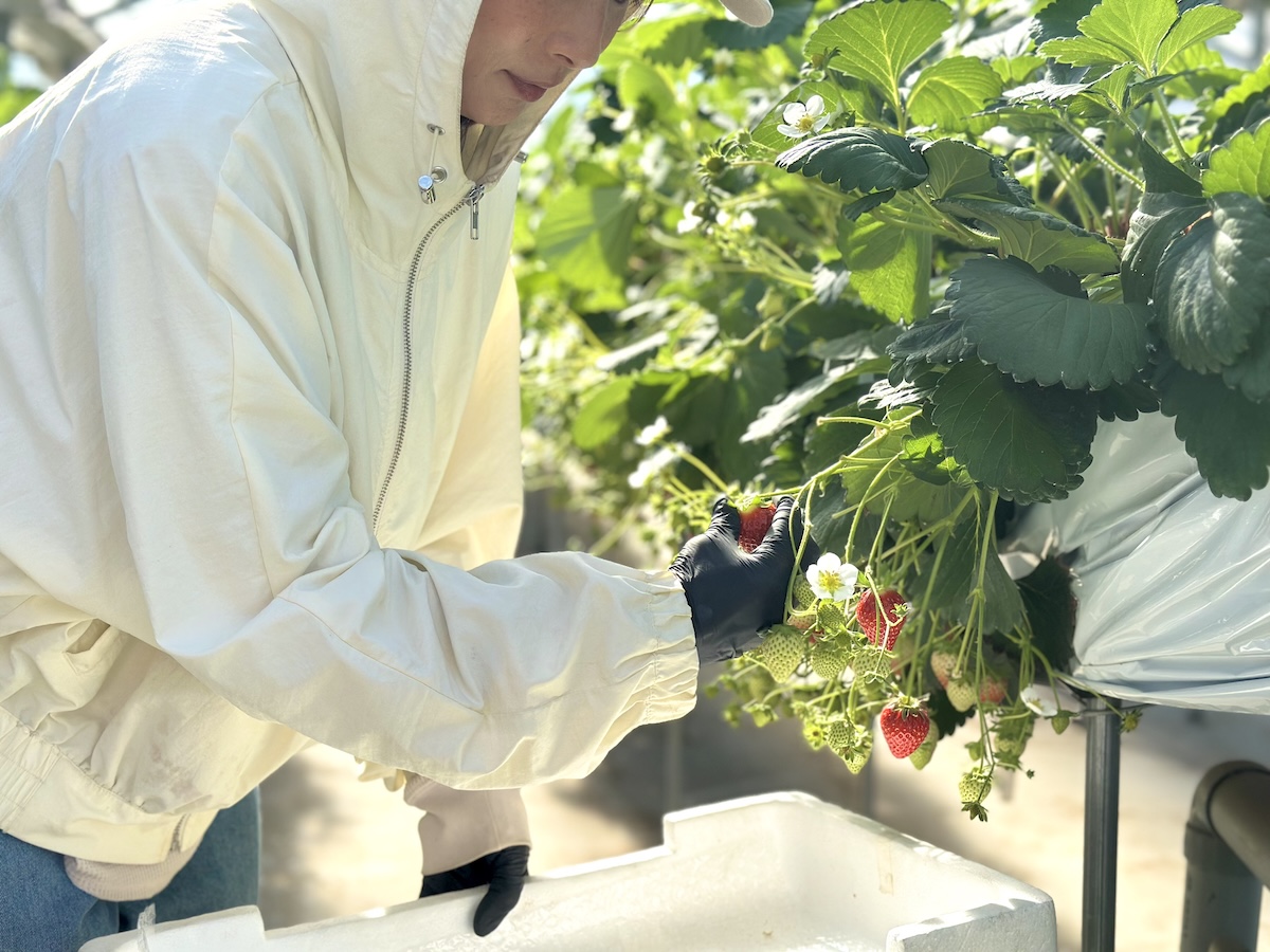 いちごの収穫