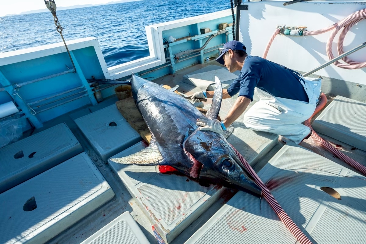 釣りあげたメカジキ