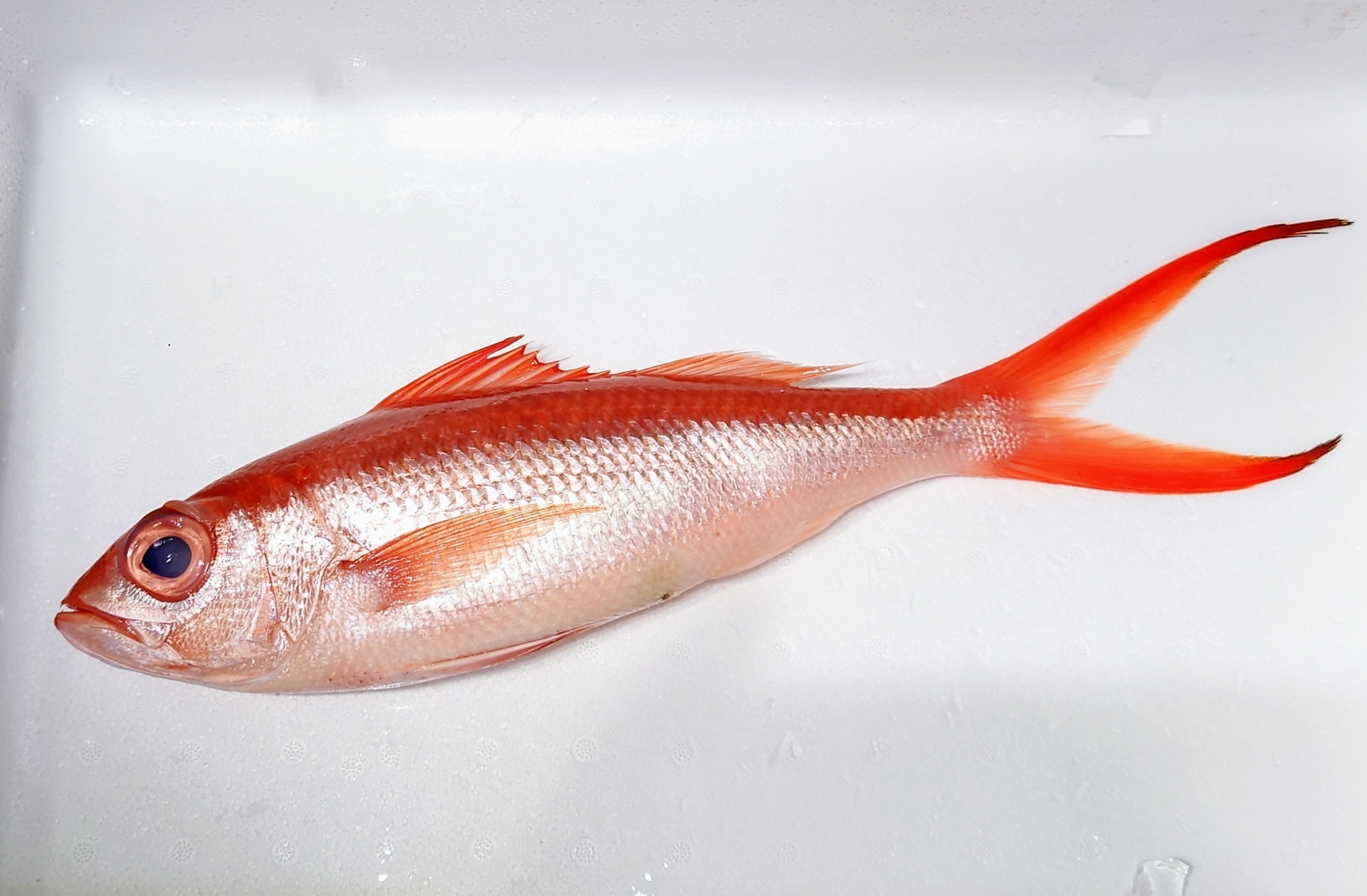 父島で獲れる代表的な魚「オナガダイ」