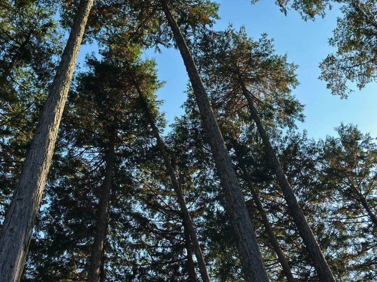大きく育った東京の木
