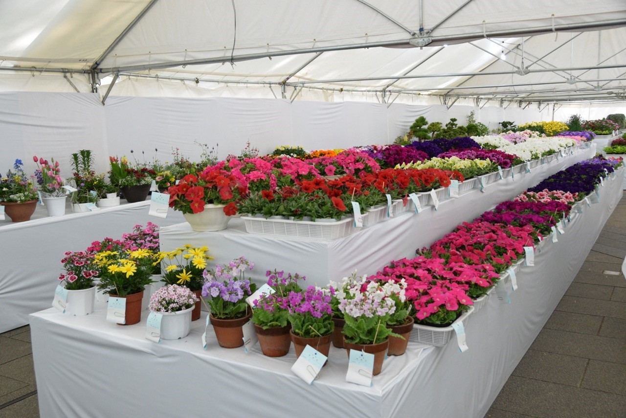 第137回世田谷の花展覧会