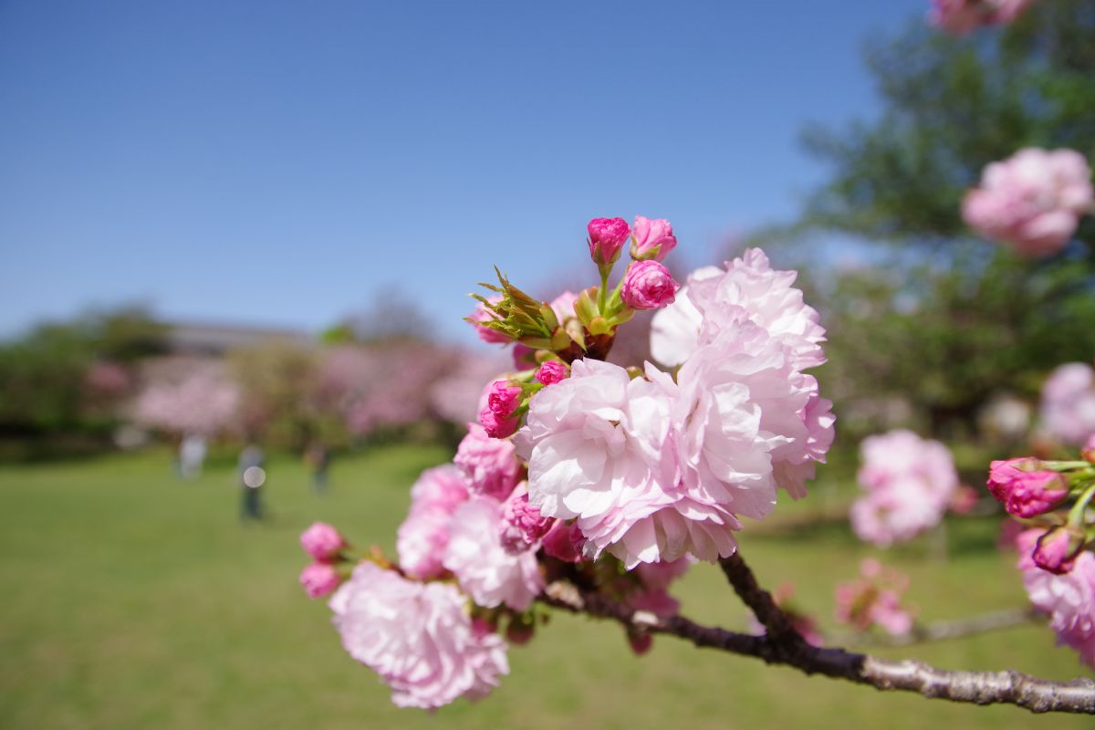 イベント詳細トップ