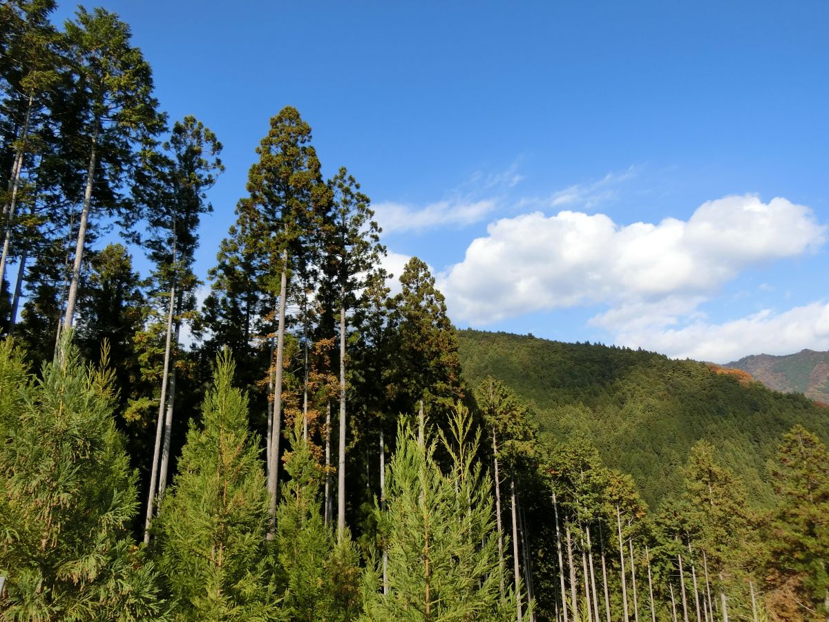 檜原村の森林
