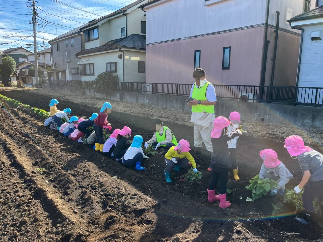 若松屋練馬農園での芋ほり