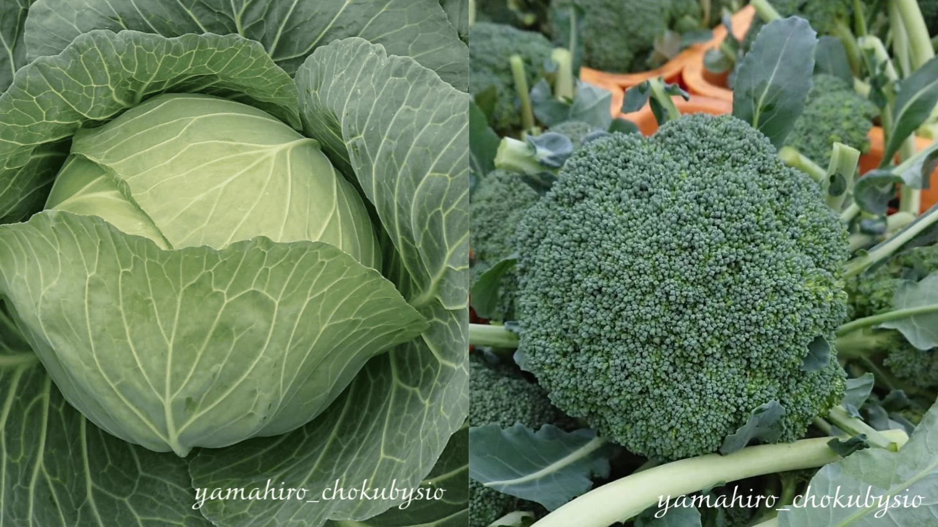 生産者インタビュー