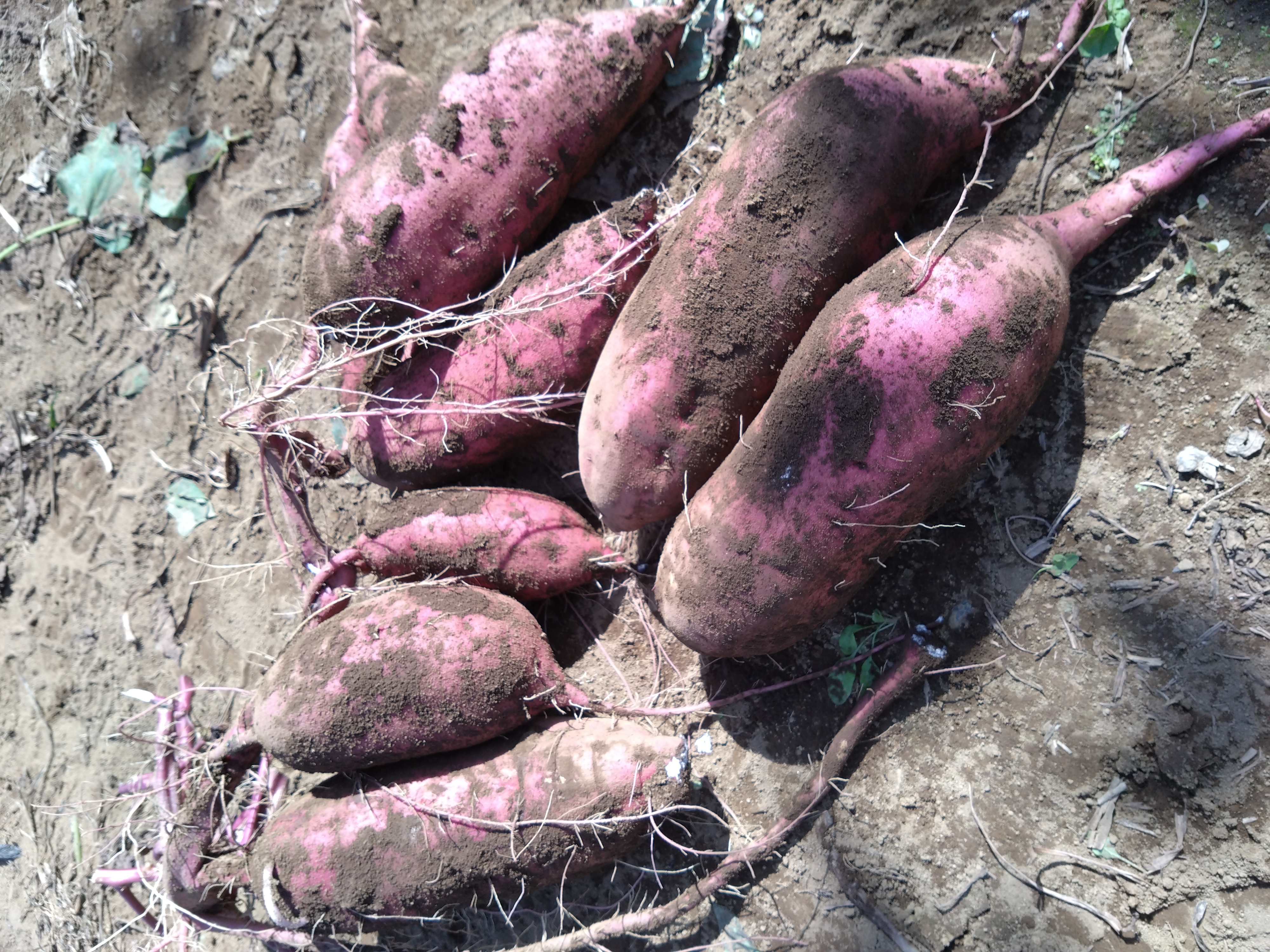 イベント出店リスト画像