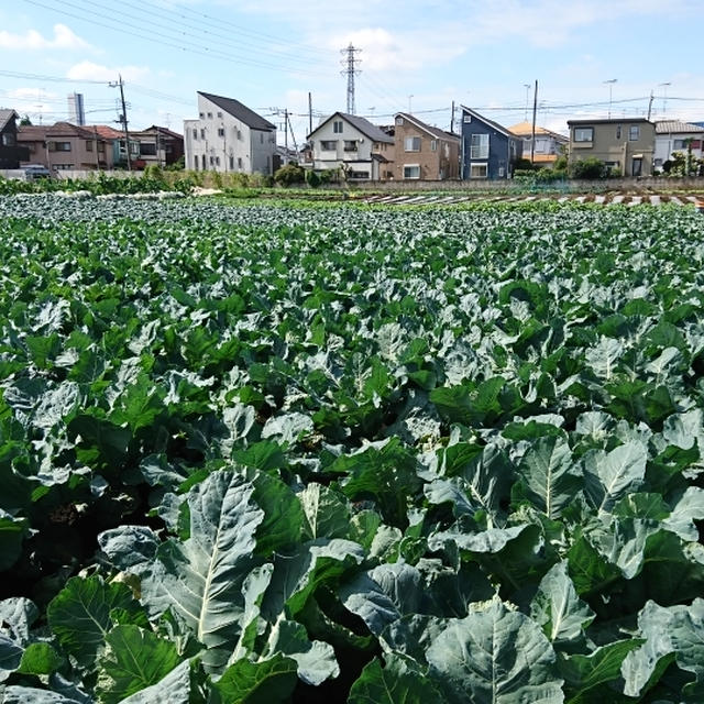 生産者インタビュー